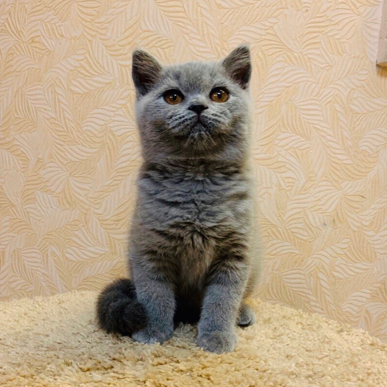 British Shorthair Kittens For Sale 
