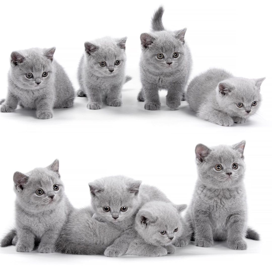 British Shorthair Kittens For Sale British Shorthair Cat Buy British Shorthair Kittens