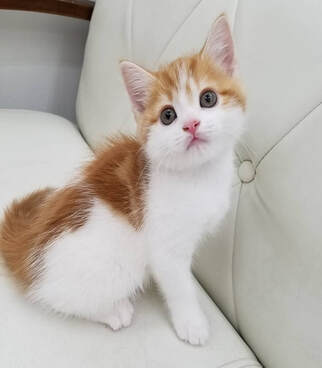 White and gole british shorthair kitten