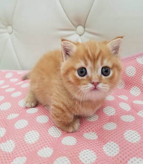 Female Gold british shorthair kitten