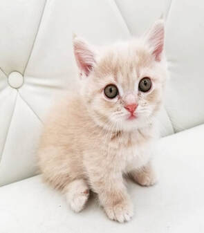 Female Grey british shorthair kitten