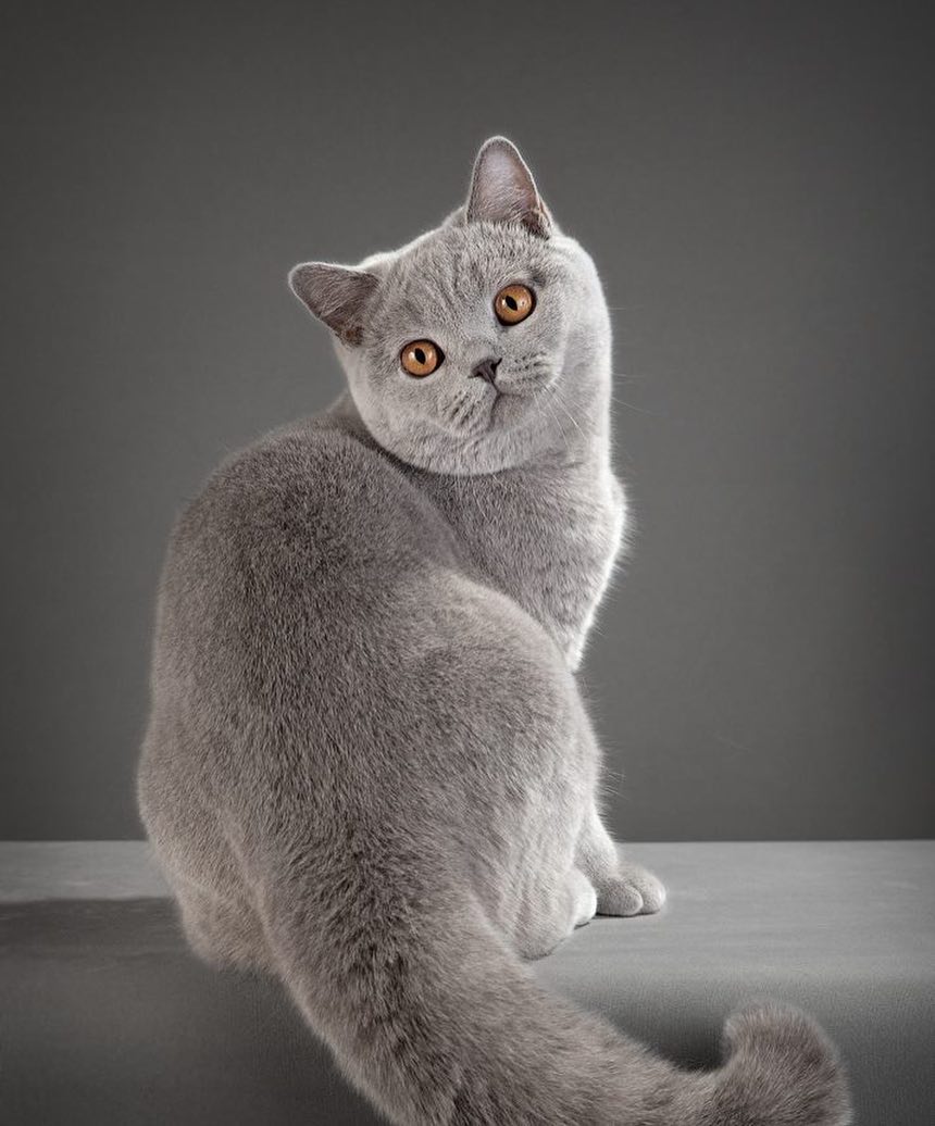 Available British Shorthair Kittens For Sale British Shorthair Kittens For Sale British Shorthair Cat
